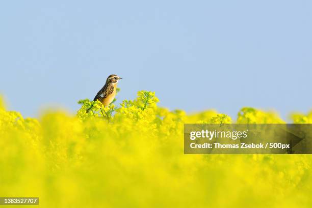 western yellow wagtail - motacilla flava on colza - canola seed stock pictures, royalty-free photos & images