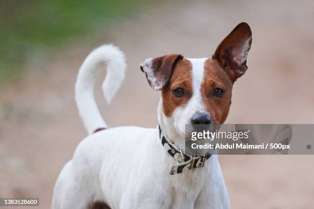 robin the jack russell terrier breed - terrier jack russell foto e immagini stock