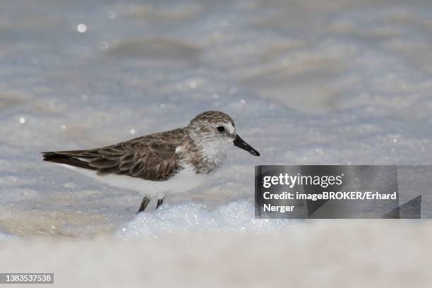 sanderling (calidris alba), cayo santa maria, cuba - cayo santa maria stock-fotos und bilder