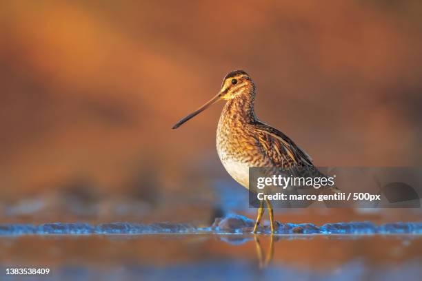 the golden snipe,close-up of snipe perching on wood,italy - wader bird stock pictures, royalty-free photos & images