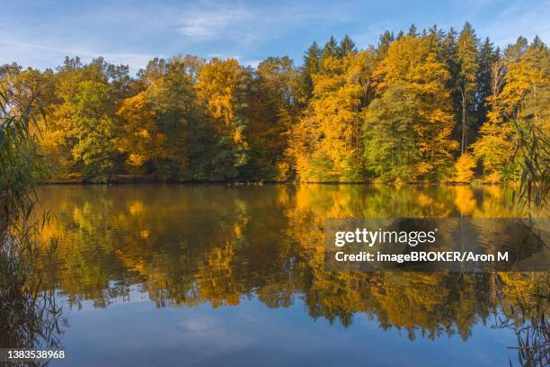 autumn morning at lake thal near graz, styria region, austria - thal austria - fotografias e filmes do acervo