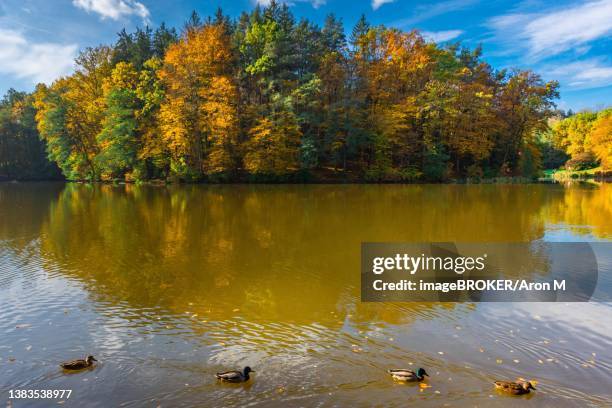 autumn morning at lake thal near graz, styria region, austria - thal austria stock pictures, royalty-free photos & images