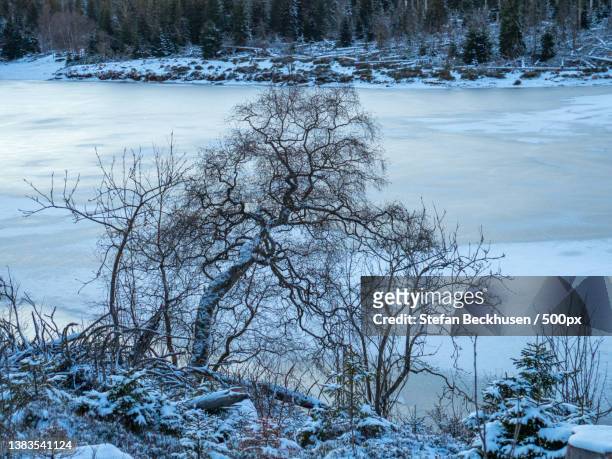 the ugly tree at the waterkant,scenic view of frozen lake during winter,oderteich,germany - waterkant stock-fotos und bilder