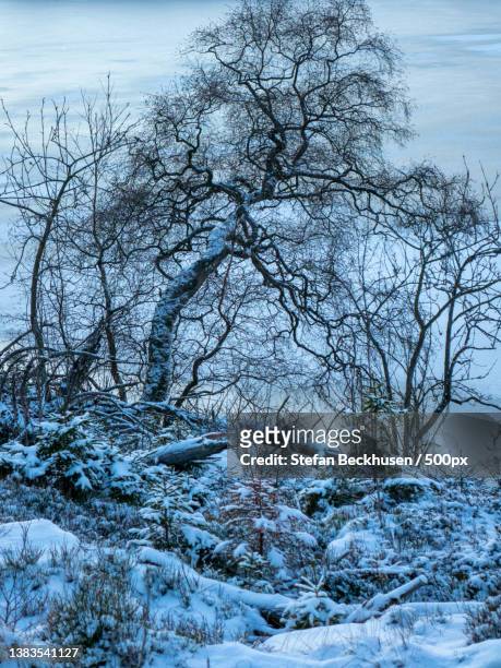 the ugly tree at the waterkant,scenic view of snow covered land against sky,oderteich,germany - waterkant stock-fotos und bilder