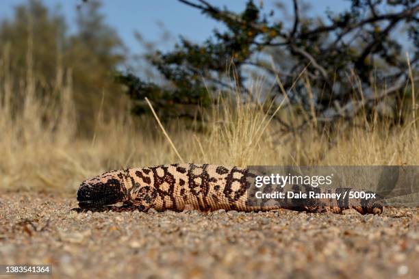 gila monster full body low angle,close-up of animal on field,arizona,united states,usa - gila monster stock pictures, royalty-free photos & images