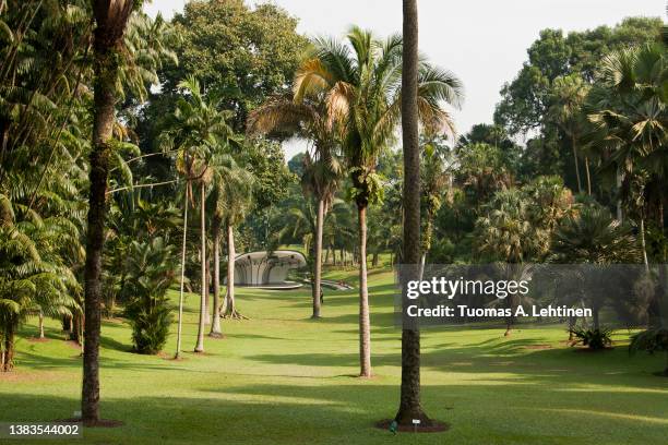 lawn and many different kind of lush palm trees at the botanic gardens in singapore on a sunny day. - singapore botanic gardens ストックフォトと画像