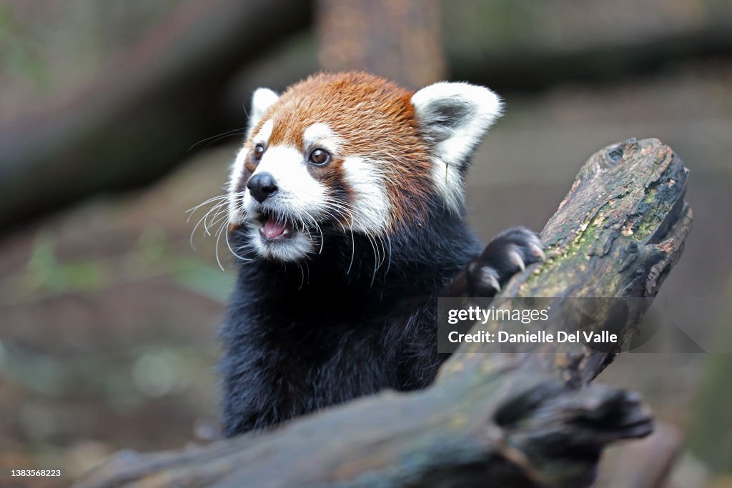 Nashville Zoo Red Panda Named Mei Lee In Honor Of Disney + Pixar's "Turning Red"