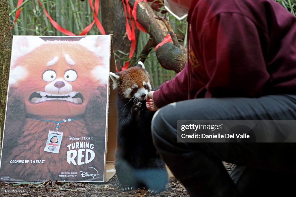 Nashville Zoo Red Panda Named Mei Lee In Honor Of Disney + Pixar's "Turning Red"