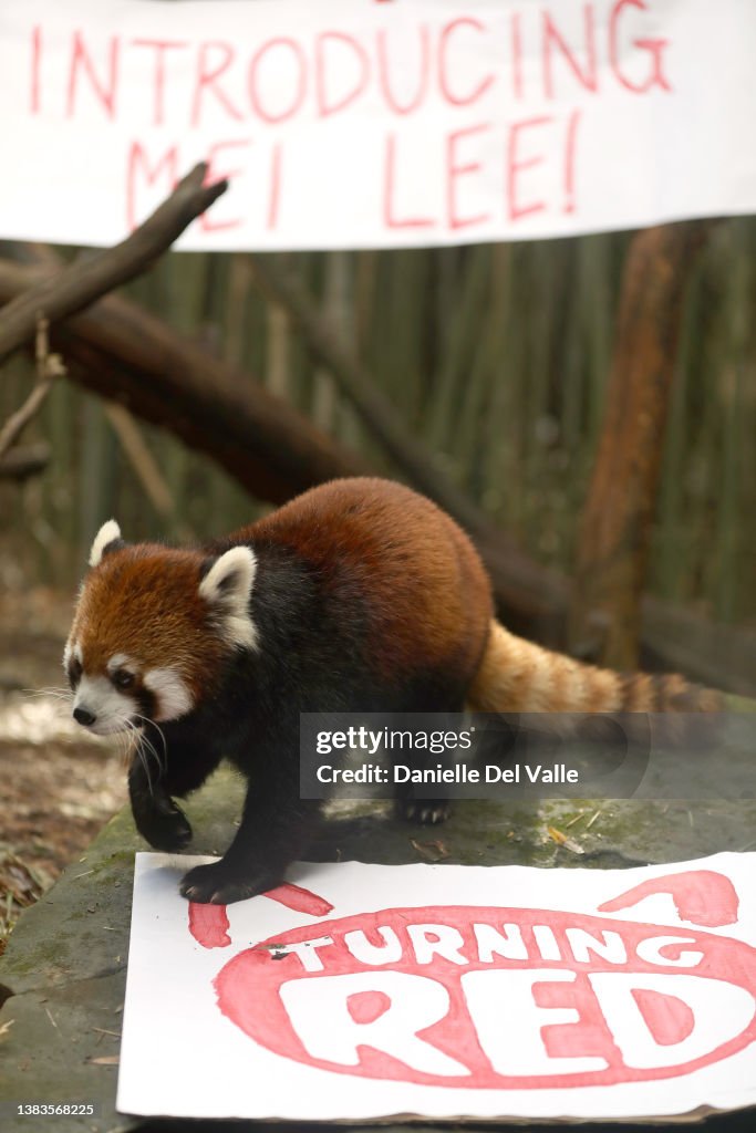 Nashville Zoo Red Panda Named Mei Lee In Honor Of Disney + Pixar's "Turning Red"