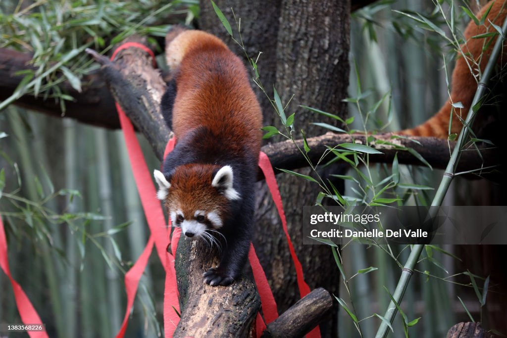 Nashville Zoo Red Panda Named Mei Lee In Honor Of Disney + Pixar's "Turning Red"