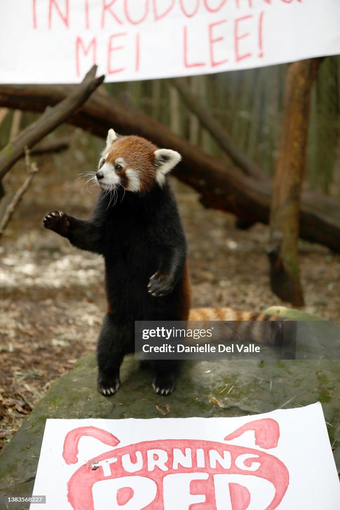 Nashville Zoo Red Panda Named Mei Lee In Honor Of Disney + Pixar's "Turning Red"