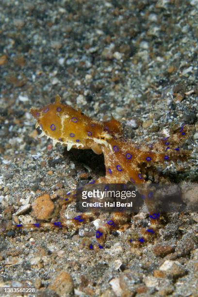 greater blue ringed octopus - blue ringed octopus stock pictures, royalty-free photos & images