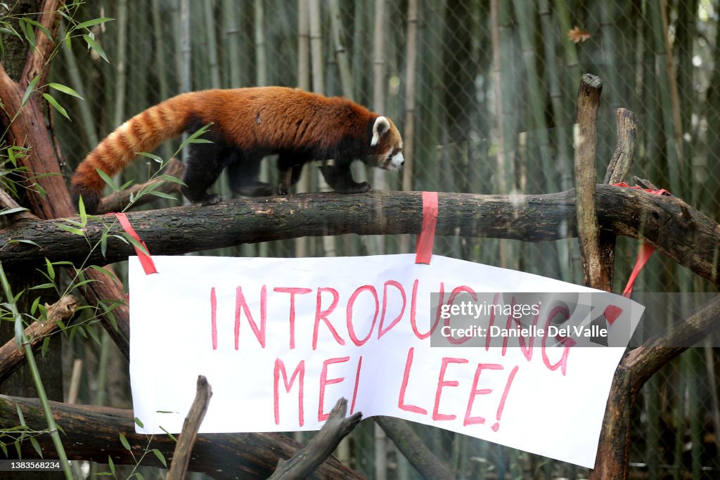 Nashville Zoo Red Panda Named Mei Lee In Honor Of Disney + Pixar's "Turning Red"