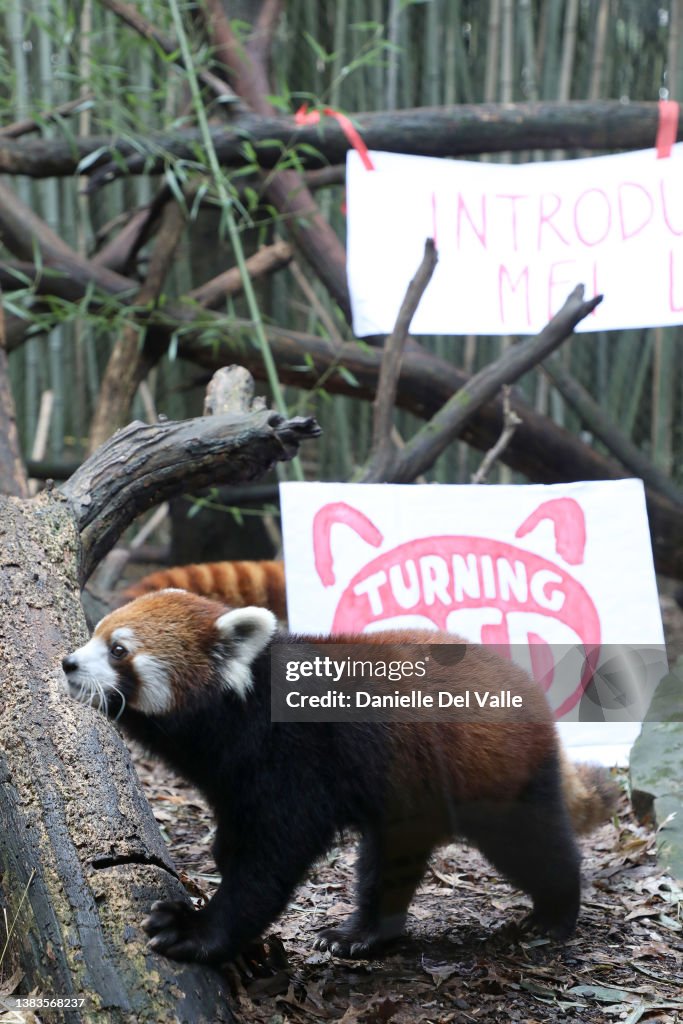 Nashville Zoo Red Panda Named Mei Lee In Honor Of Disney + Pixar's "Turning Red"
