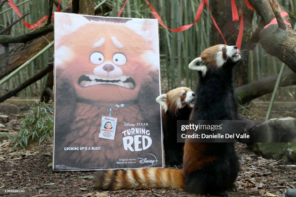 Nashville Zoo Red Panda Named Mei Lee In Honor Of Disney + Pixar's "Turning Red"