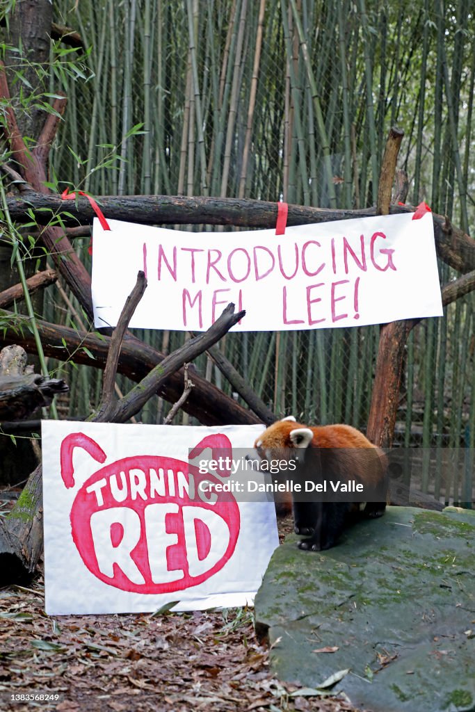 Nashville Zoo Red Panda Named Mei Lee In Honor Of Disney + Pixar's "Turning Red"
