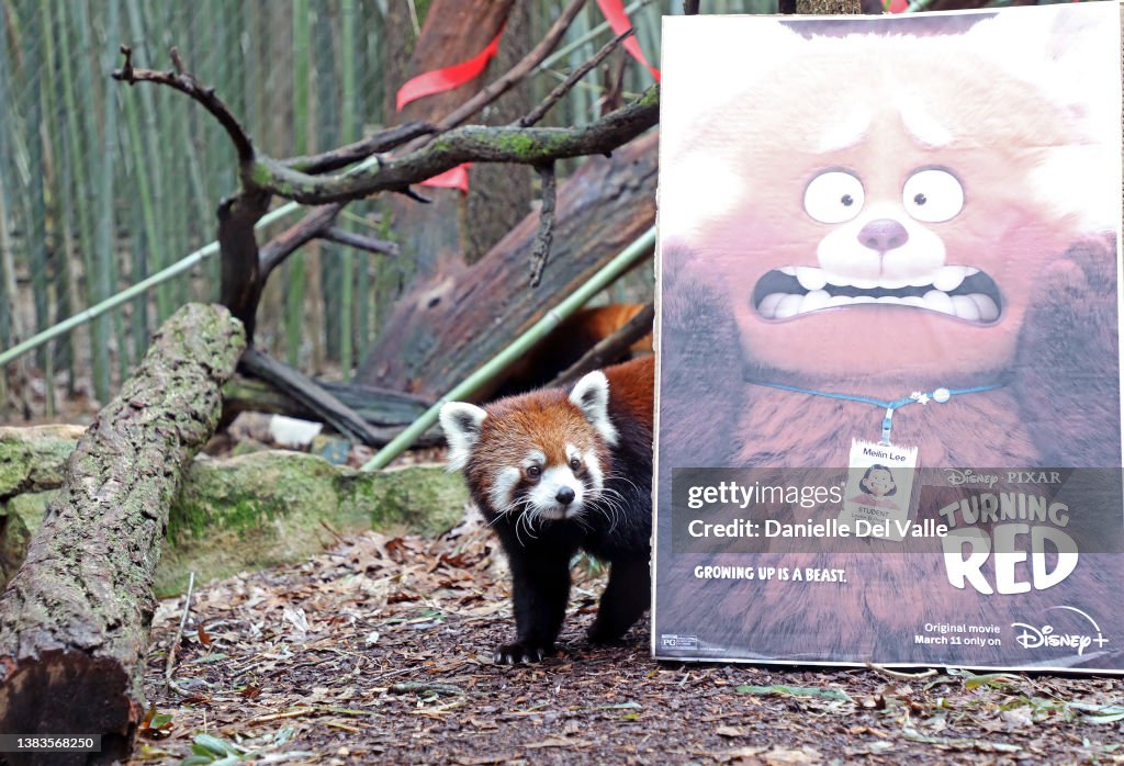 Nashville Zoo Red Panda Named Mei Lee In Honor Of Disney + Pixar's "Turning Red"