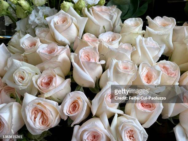 white rose background - i love you frase inglese foto e immagini stock