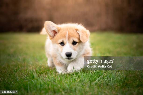 welsh pembroke corgi puppy on the grass - pembroke welsh corgi - fotografias e filmes do acervo