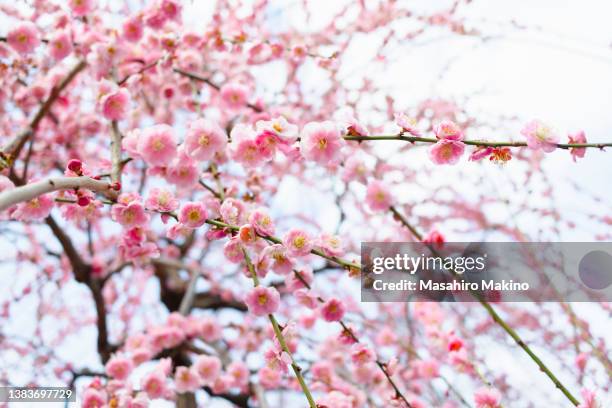 weeping japanese plum blossoms - plommonträdsblommor bildbanksfoton och bilder