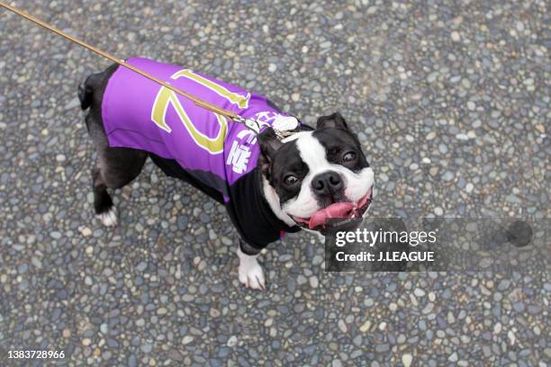 Dog wearing a Kyoto Sanga shirt is seen prior to the J.League J1 match between Kyoto Sanga and Oita Trinita at Nishikyogoku Sports Park Athletics...