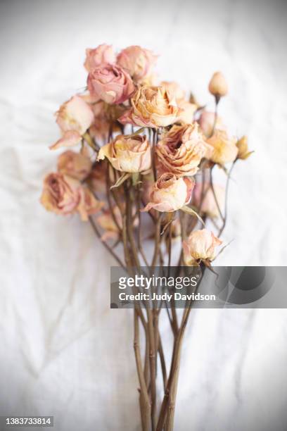 dried pink roses on white linen - dried stock pictures, royalty-free photos & images