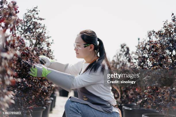 gardener is pruning plants - landscape gardener foto e immagini stock