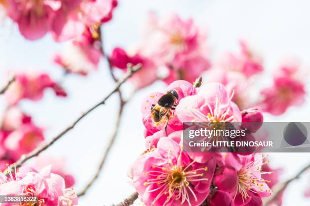 hoverfly and pink plum flower - plommonträdsblommor bildbanksfoton och bilder