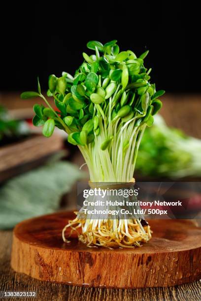 64 Toona Sinensis Stock Photos High Res Pictures And Images Getty 64-toona-sinensis-stock-photos-high-res-pictures-and-images-getty