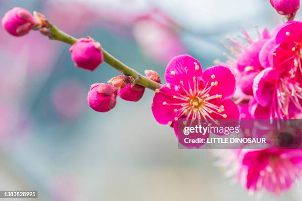 pink plum flower in early spring - plum blossom stock pictures, royalty-free photos & images