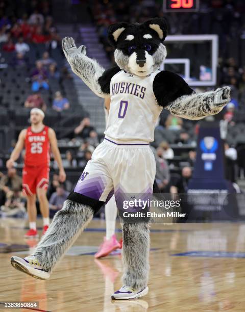 The Washington Huskies mascot Harry the Husky performs before the team's game against the Utah Utes during the first round of the Pac-12 Conference...