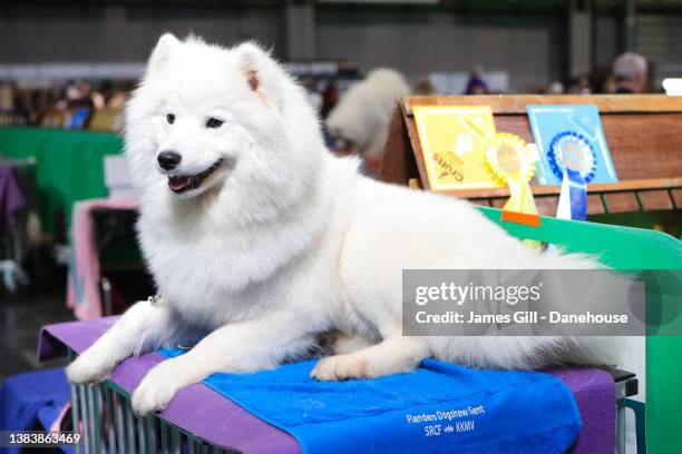 Prize-winning Samoyed is seen during Day One at Crufts at National Exhibition Centre on March 10, 2022 in Birmingham, England.