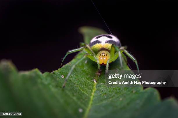 kidney garden spider macro - leaf on roof stockfoto's en -beelden