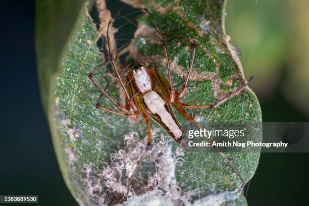 oxyopes shweta mom and babies - huntsman spider stockfoto's en -beelden