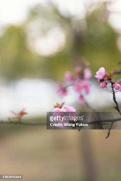 close-up of peach blossoms blooming in spring - perzikbloesem stockfoto's en -beelden