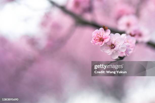 close-up of peach blossoms blooming in spring - 桃の花 ストックフォトと画像