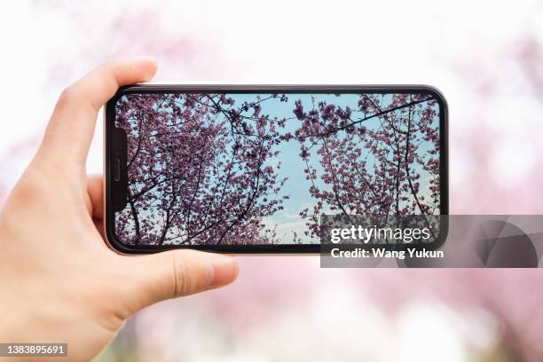 a hand is holding a mobile phone and is taking pictures of peach blossoms blooming in spring - smartphone hand ストックフォトと画�像