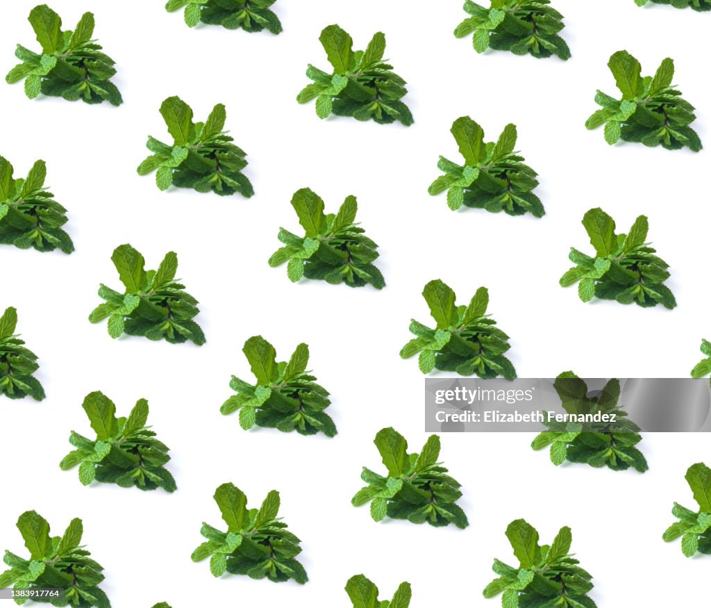 Seamless pattern of peppermint leaf on white background