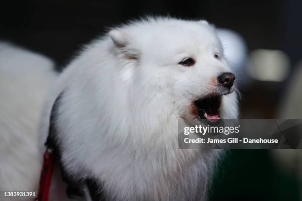 Samoyed barks during Day One at Crufts at National Exhibition Centre on March 10, 2022 in Birmingham, England.