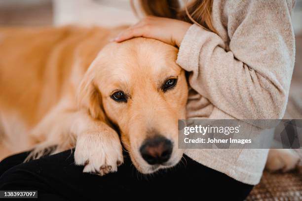 girl's hand stroking dog - canine stock pictures, royalty-free photos & images