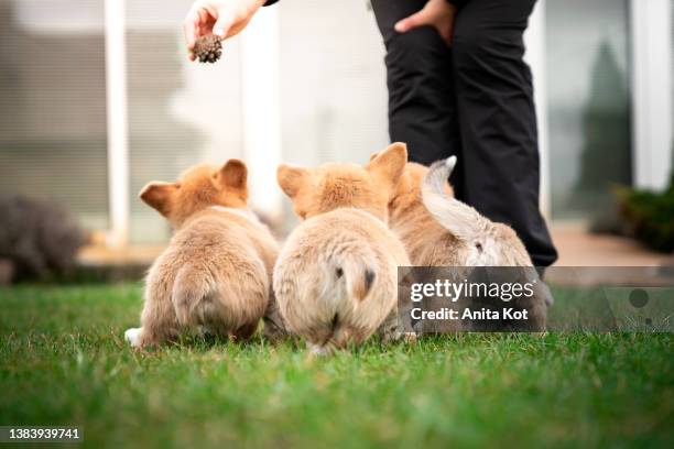 playing with puppies - parende dieren stockfoto's en -beelden