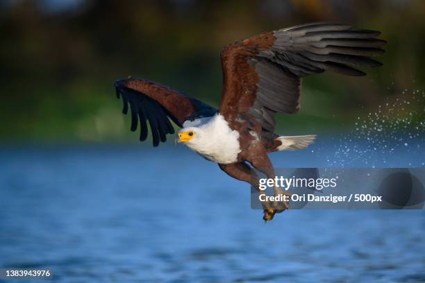 best fisherman,close-up of african fish eagle of prey flying over lake,lake naivasha,kenya - african fish eagle fotografías e imágenes de stock