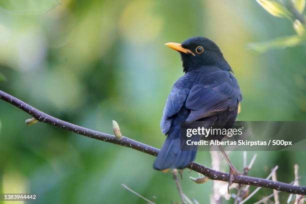 juodasis strazdas turdus merula,close-up of blacksongthrush perching on branch - blackbird stock pictures, royalty-free photos & images