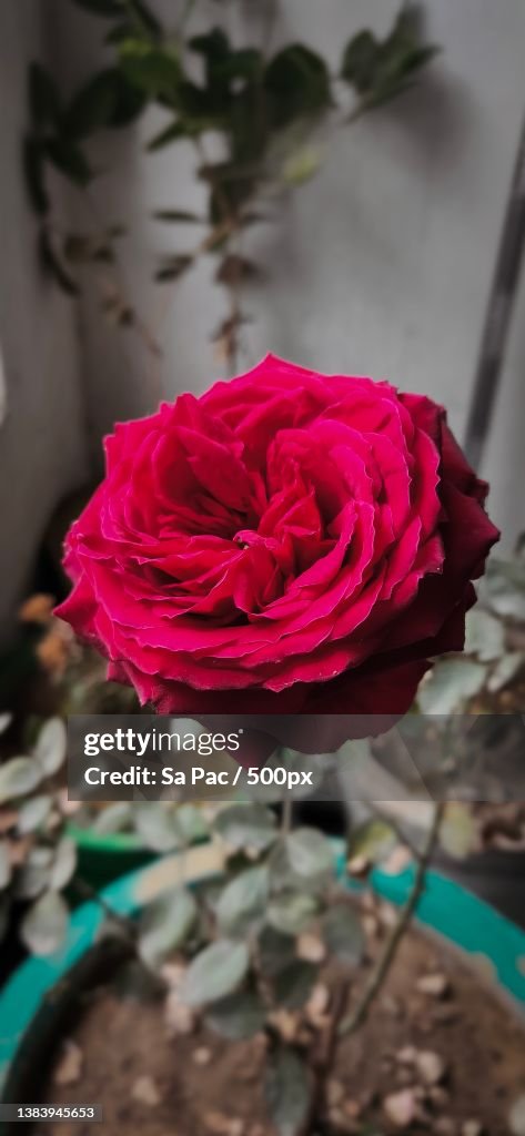Close-up of red rose,Jhajjar,India