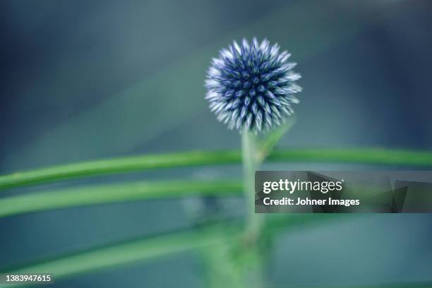view of globe thistle - echinops leaves stock pictures, royalty-free photos & images