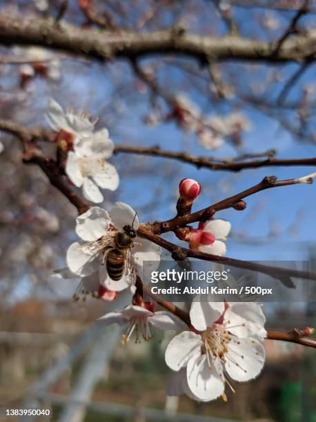 close-up of cherry blossoms in spring - wild cherry tree - fotografias e filmes do acervo