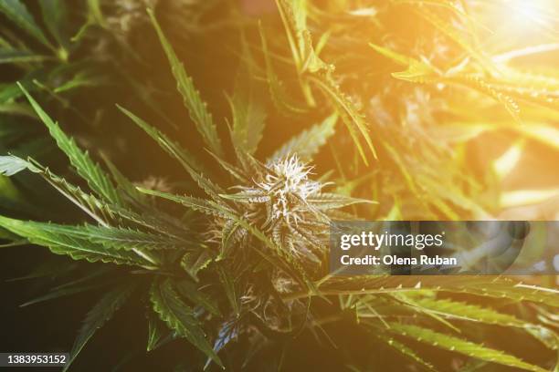 ripe cannabis plants in greenhouse. - medical marijuana law stock pictures, royalty-free photos & images