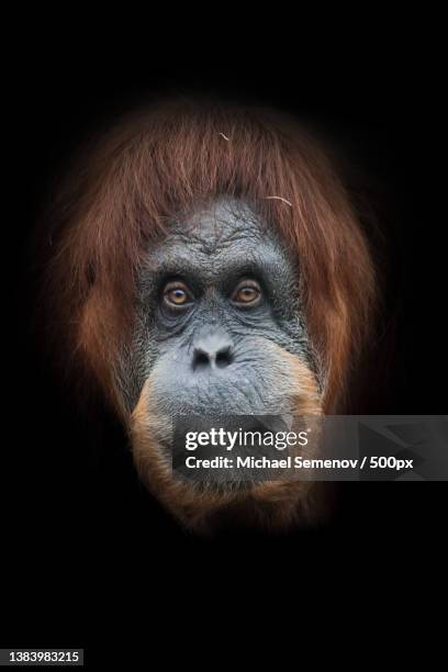 orangutan isolated on black background - irony stockfoto's en -beelden