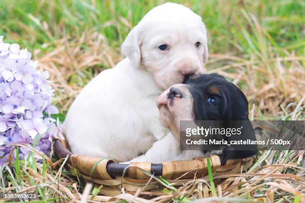 two tender puppies in a basket with a grassy bottom copy space - maria castellanos stock pictures, royalty-free photos & images