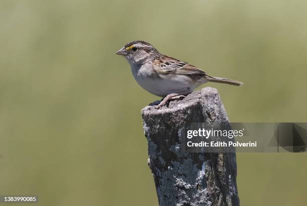 grassland sparrow - mus stockfoto's en -beelden